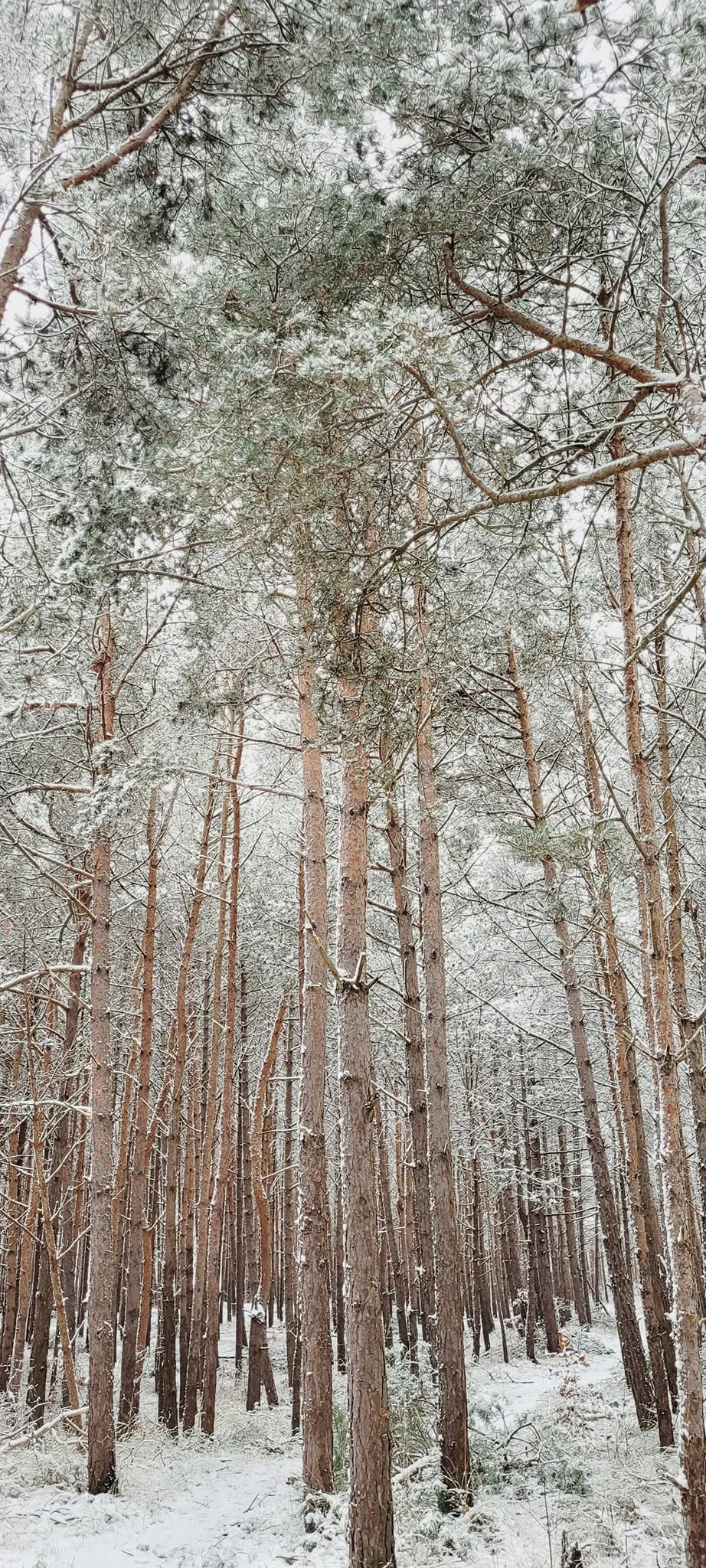 Las sosnowy w okolicy Dziwnowa